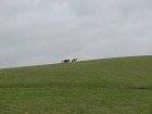 IMG_3660.JPG