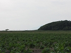 IMG_2194.jpg