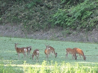 IMG_2300.jpg