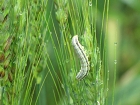 IMG_2317.jpg