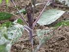 IMG_2391.jpg