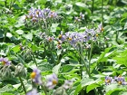 IMG_2565.jpg
