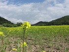 IMG_2767.jpg