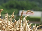 IMG_2969.jpg