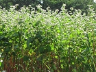 IMG_3018.jpg