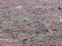 IMG_3790.jpg