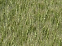 DSC00125.jpg