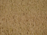 DSC00135.jpg