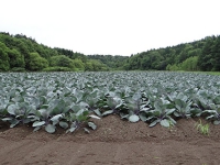 DSC00283.jpg