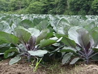 DSC00305.jpg