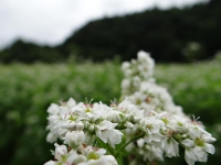 DSC00319.jpg