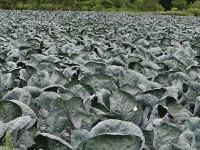 DSC00702.jpg