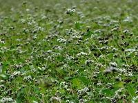 DSC00708.jpg