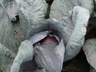 DSC00703.jpg