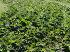 DSC00814.jpg