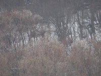 DSC01764.jpg